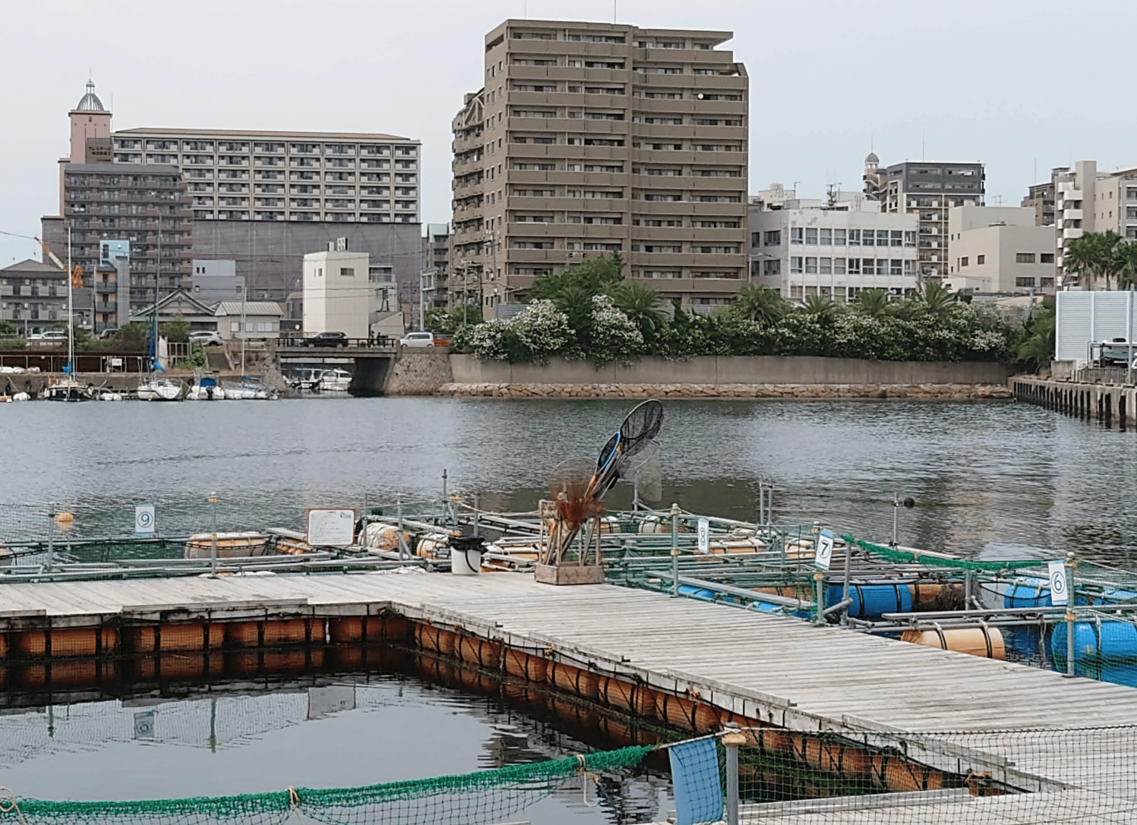 明石 海上釣り堀 ＠sea あっとしぃー